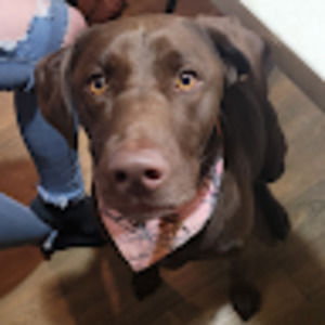 Meet your Posher, Payton